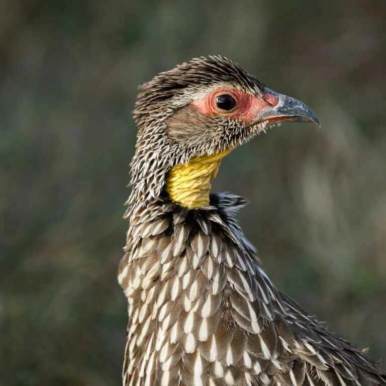 yellow necked francolin